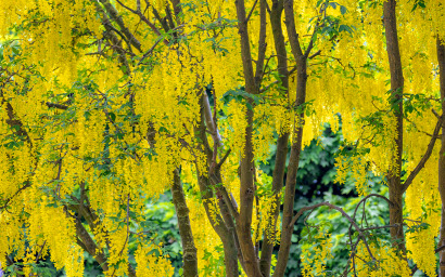 laburnum anagyroids